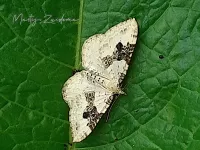 Geoogde bandspanner [Xanthorhoe montanata]